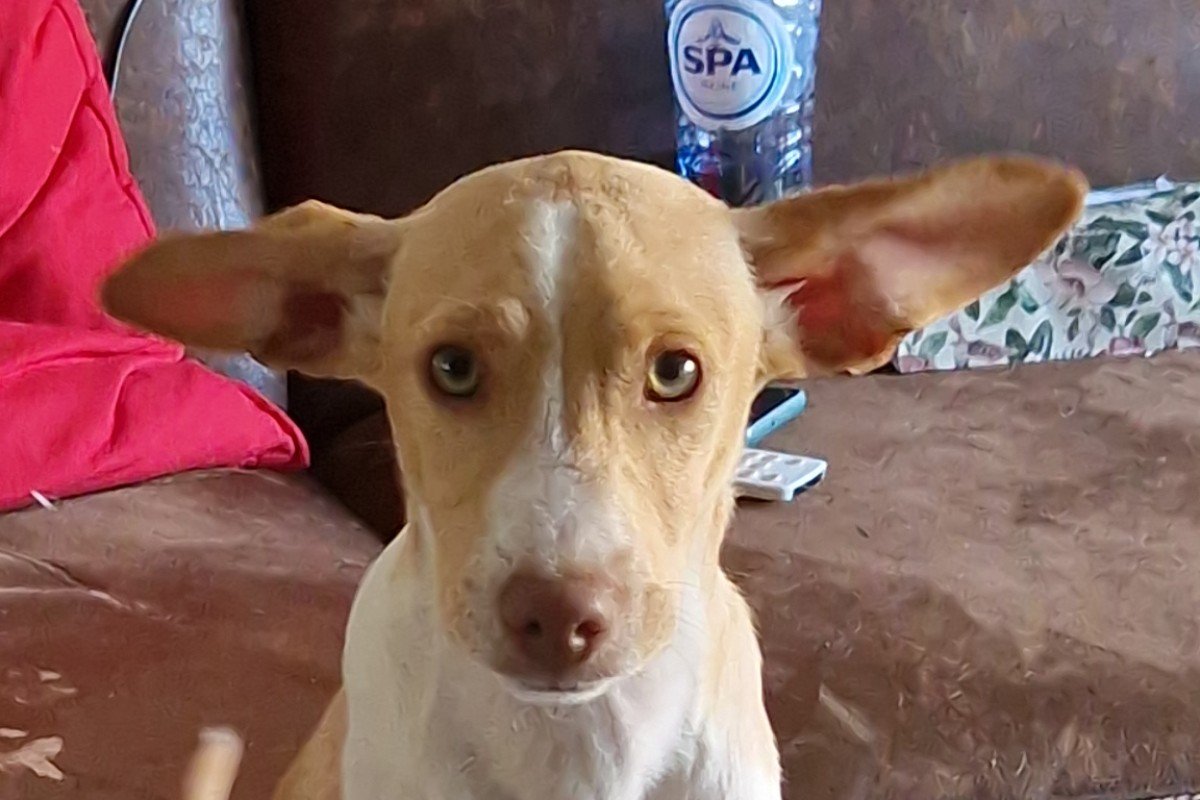 Pancho