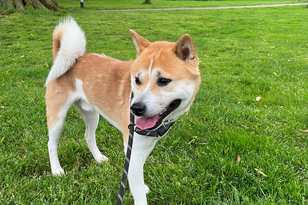 Kenzo Kenji