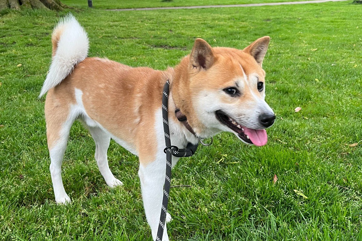 Kenzo Kenji