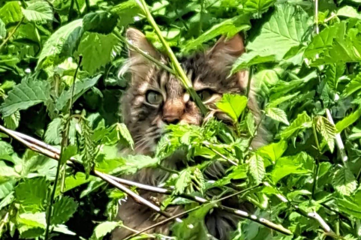 Pip