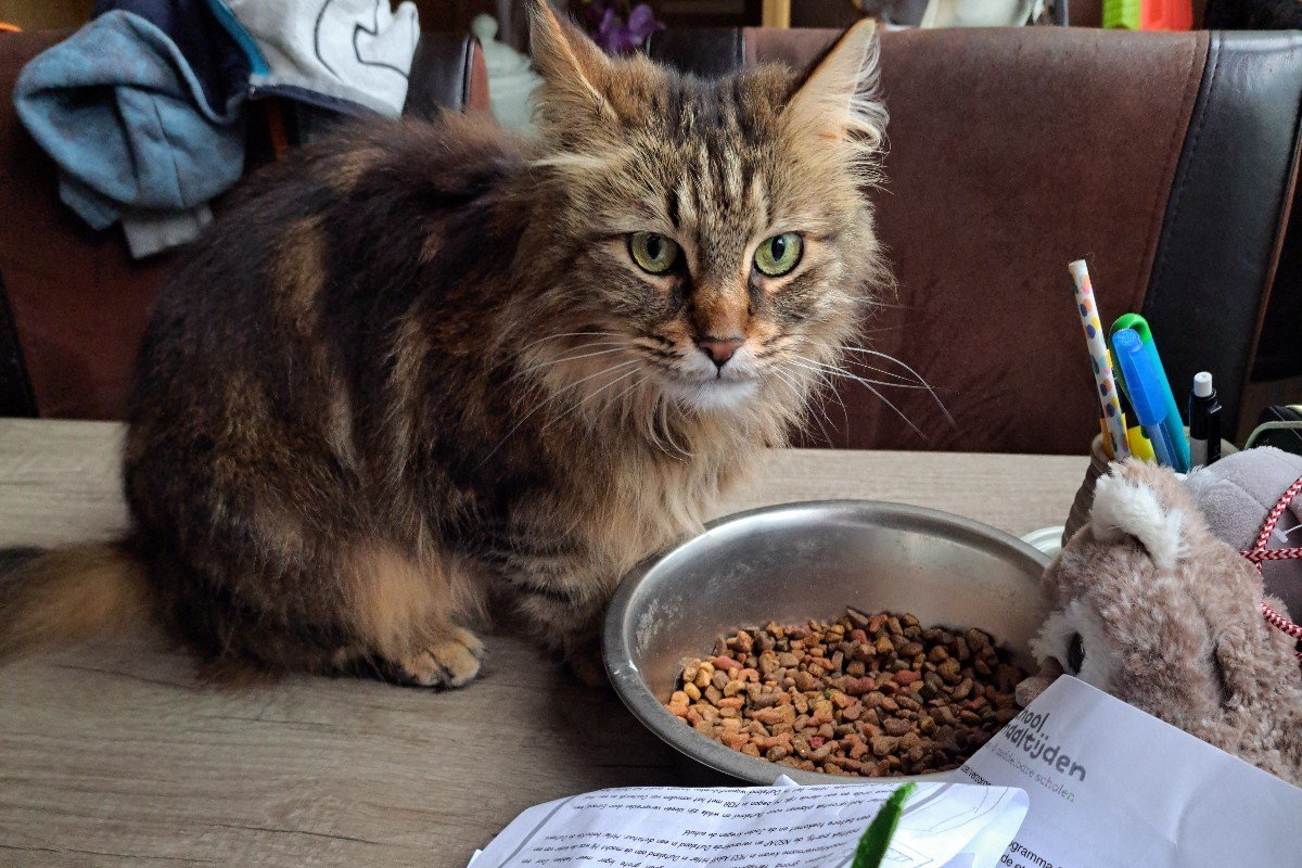 Pip