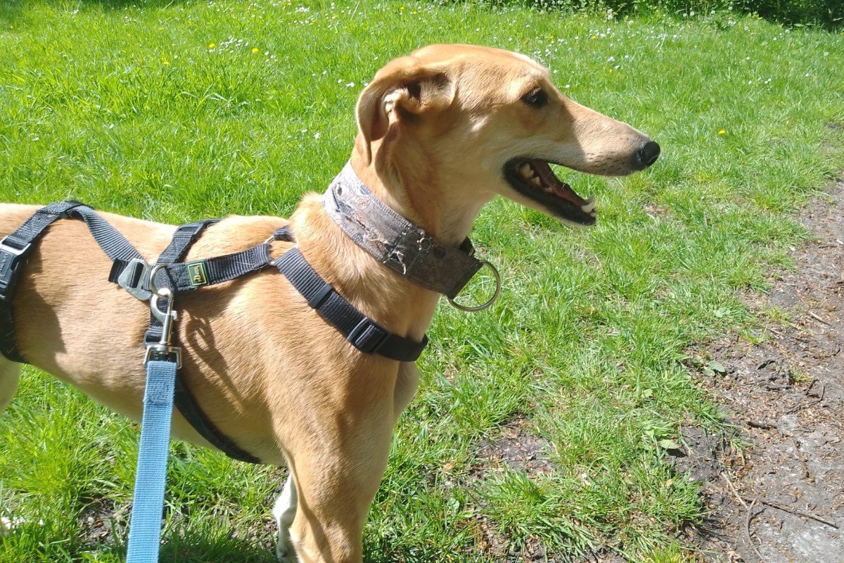 Hera