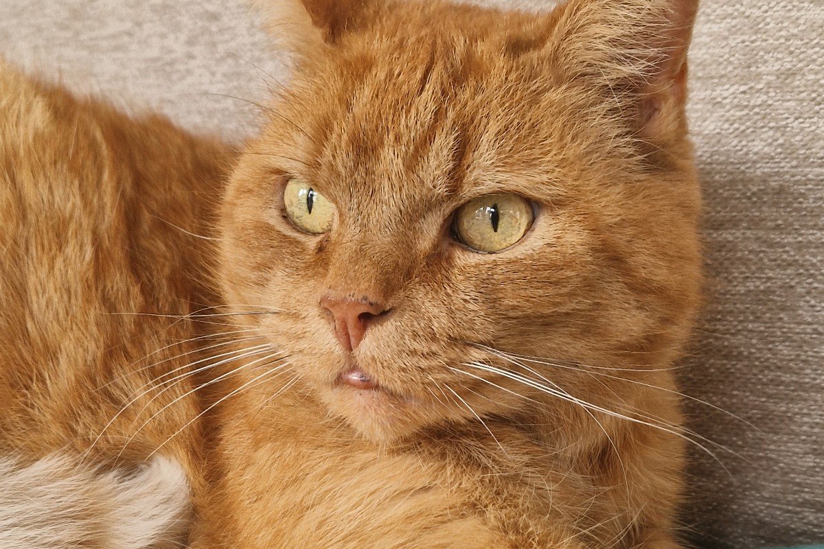 Milo