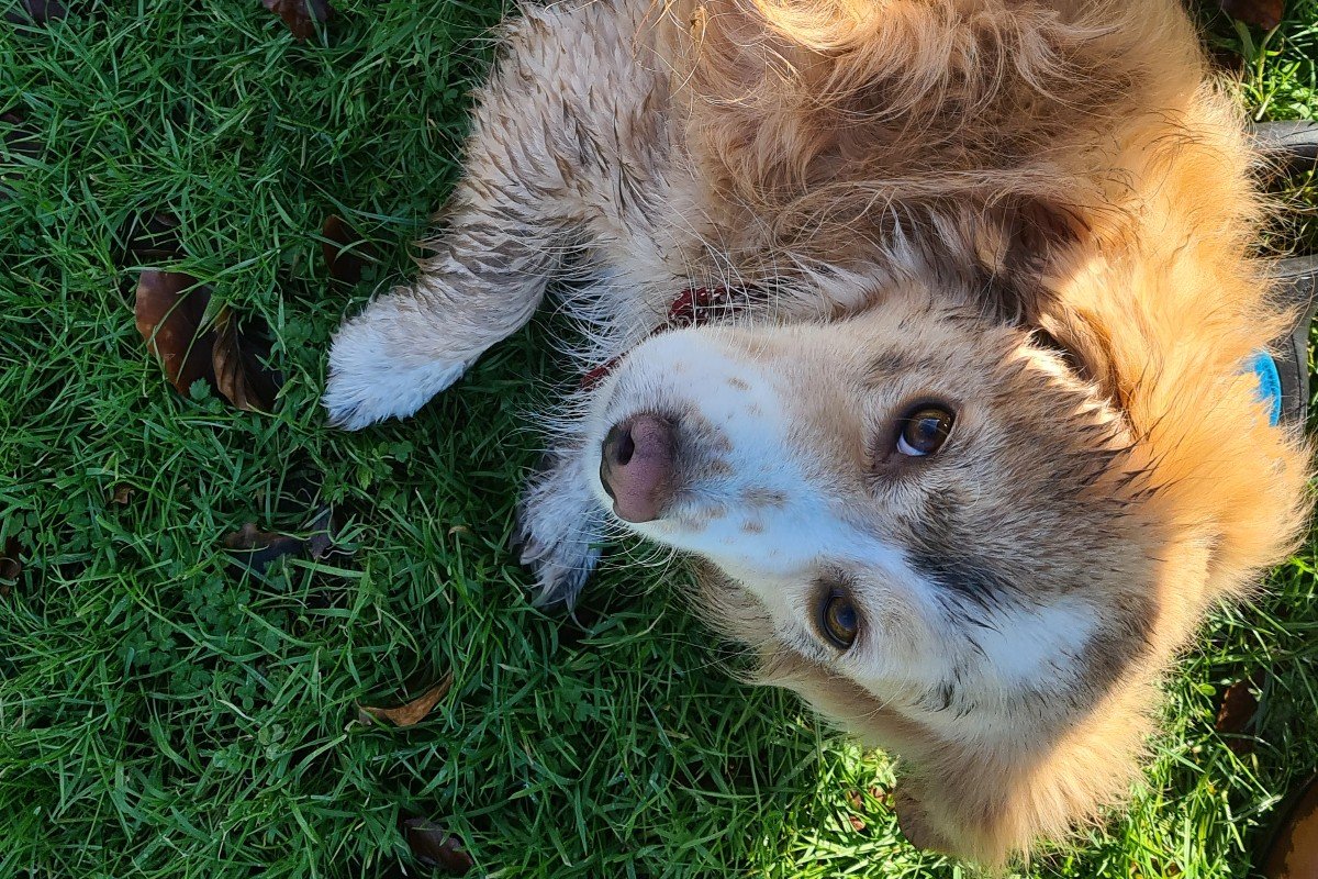 Sammy