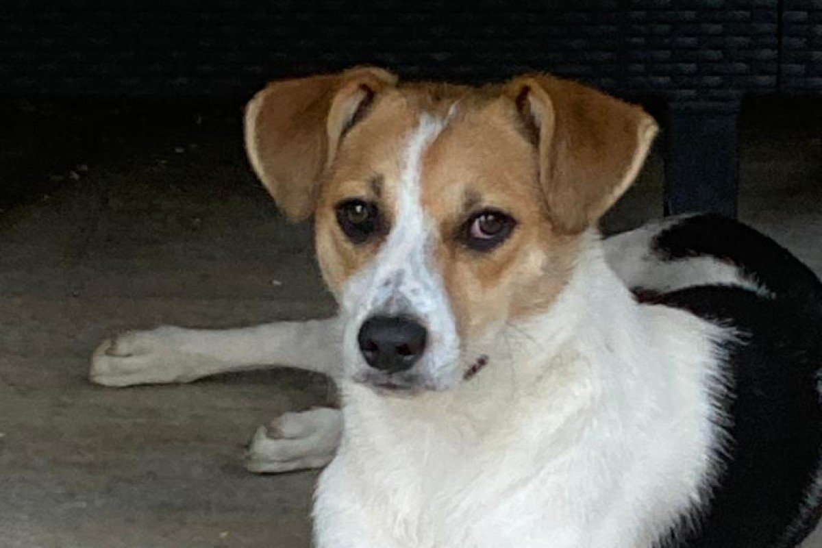 Tico