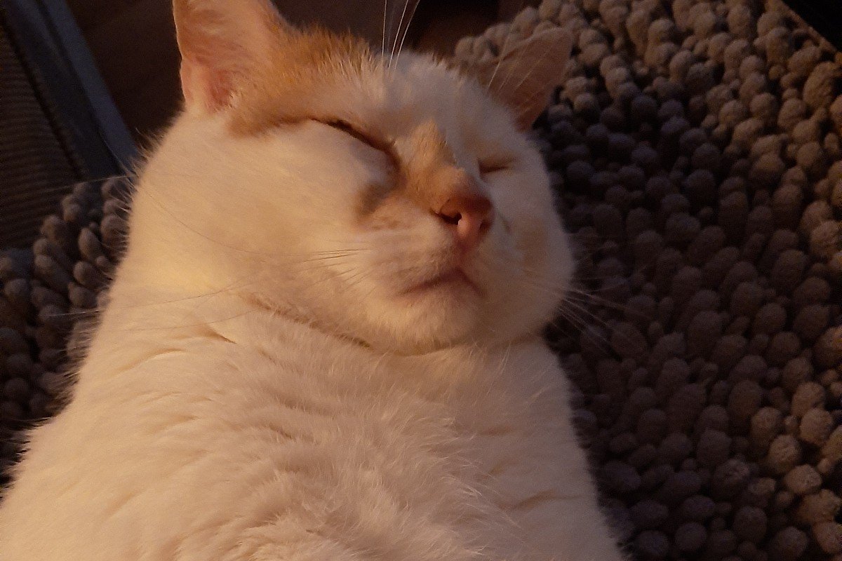 Loes