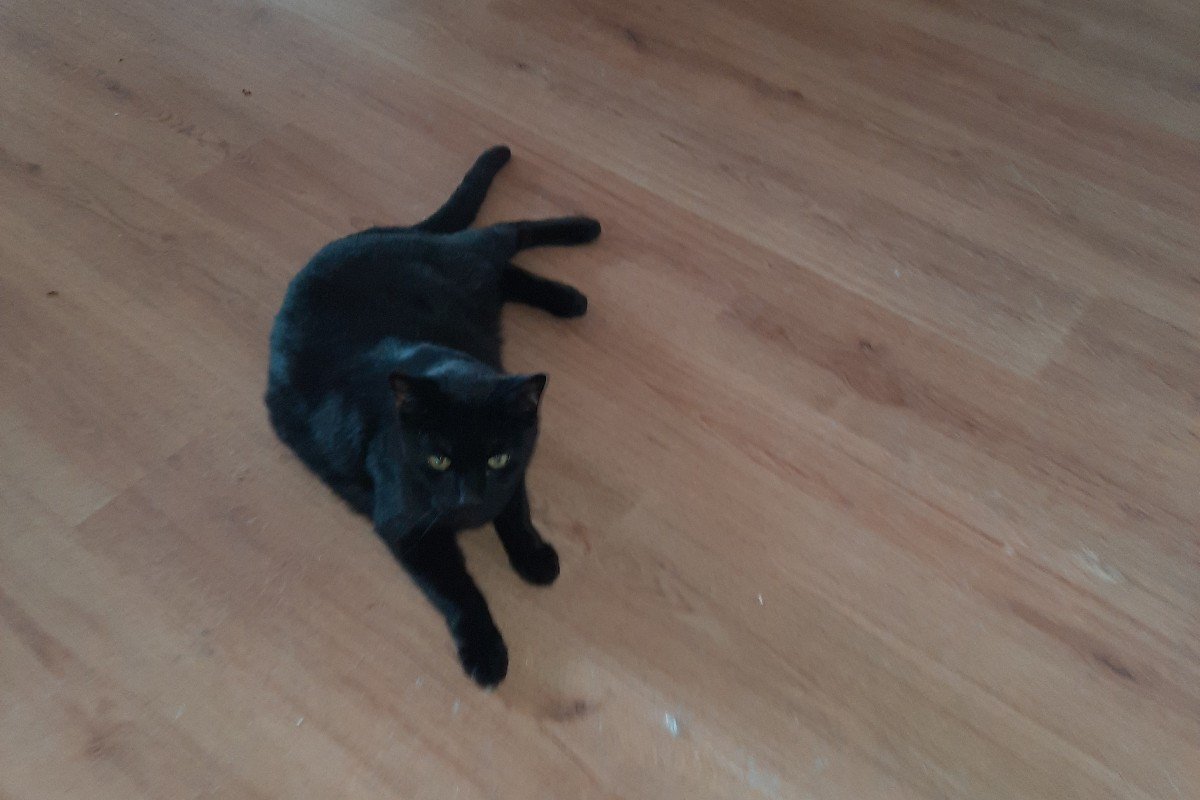 Blacky