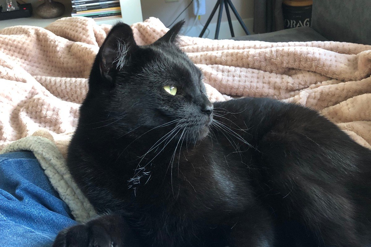 Beau