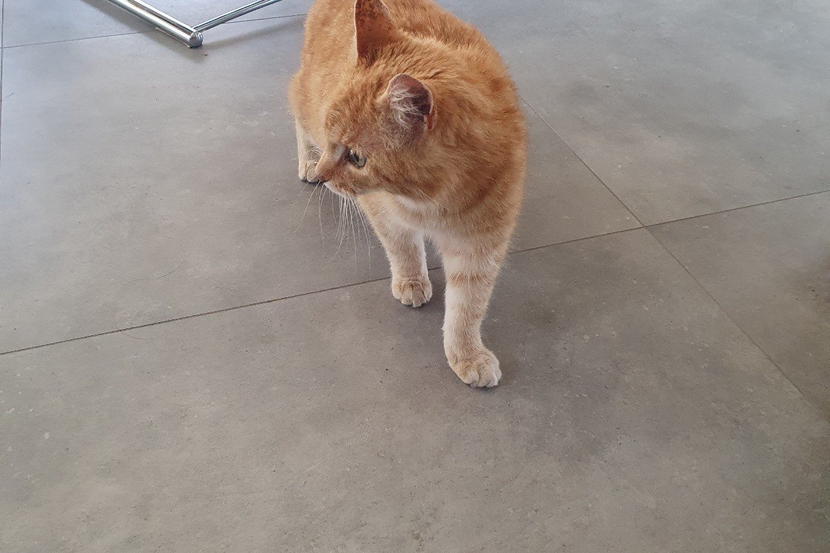 Tijger