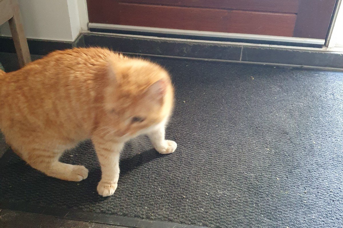 Tijger