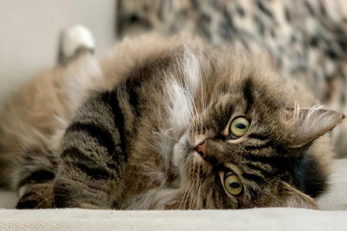 Marley