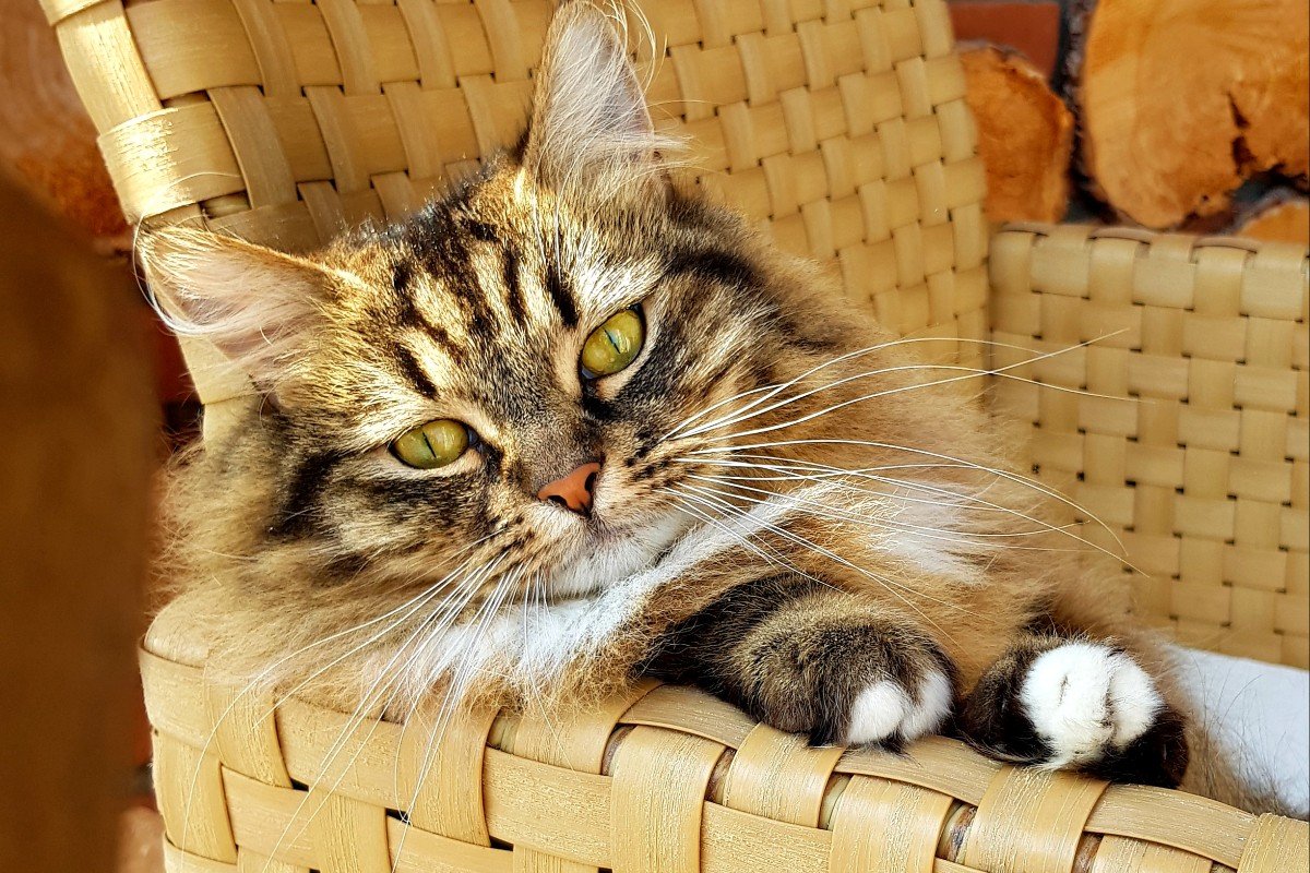 Marley
