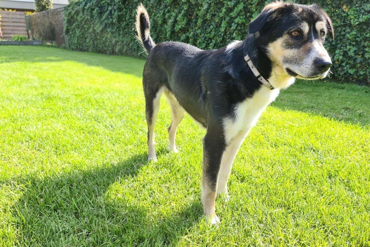 Loki