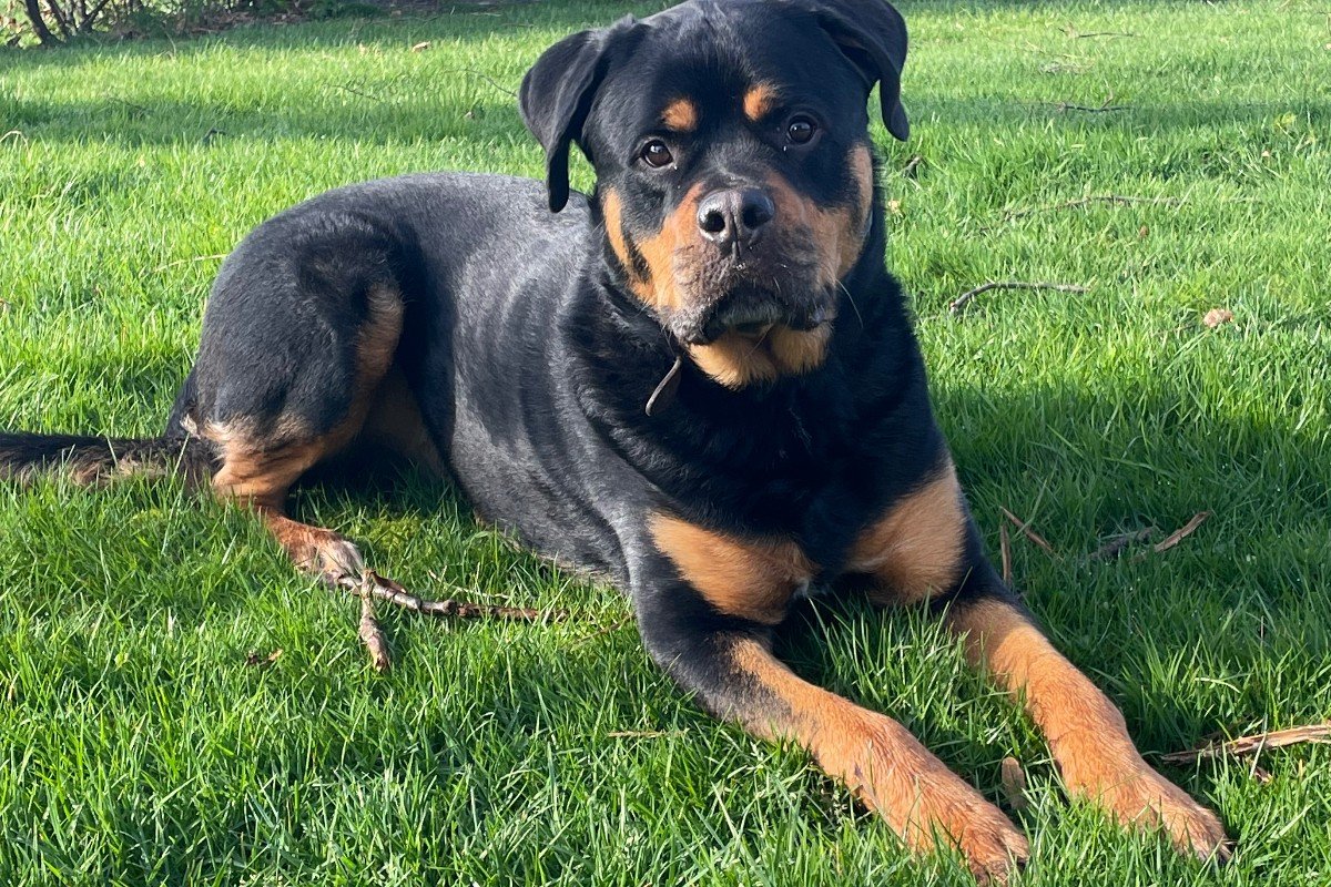 Dex