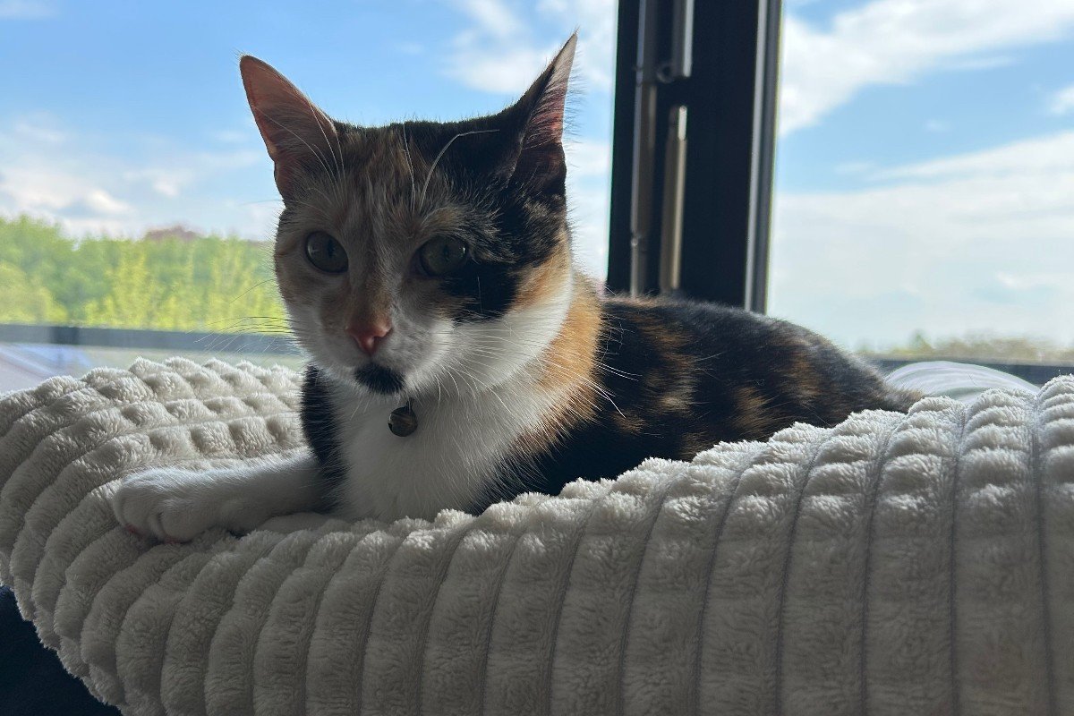 Kaya