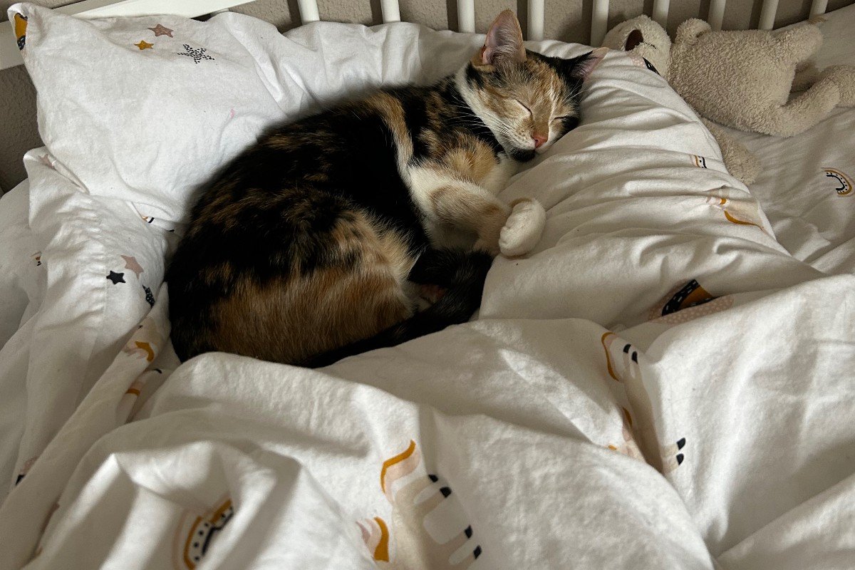 Kaya