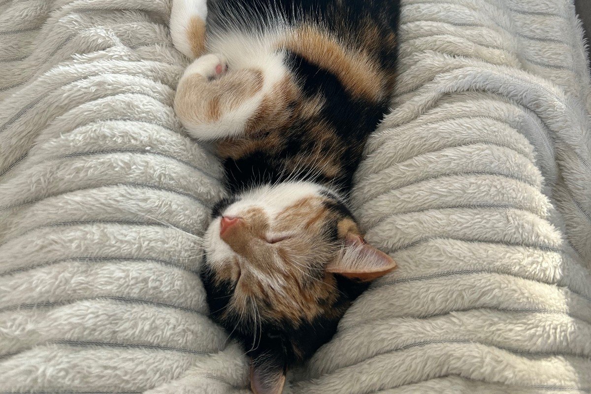 Kaya