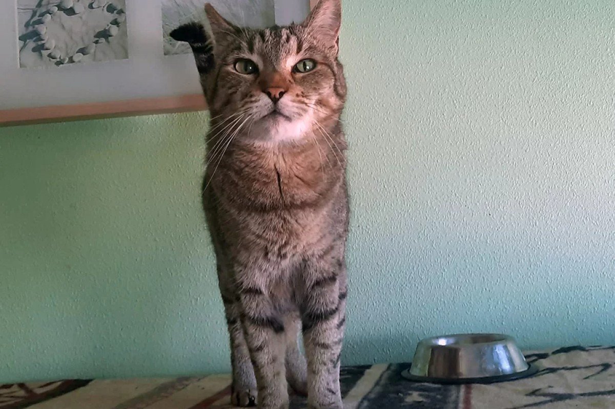 Pavarotti