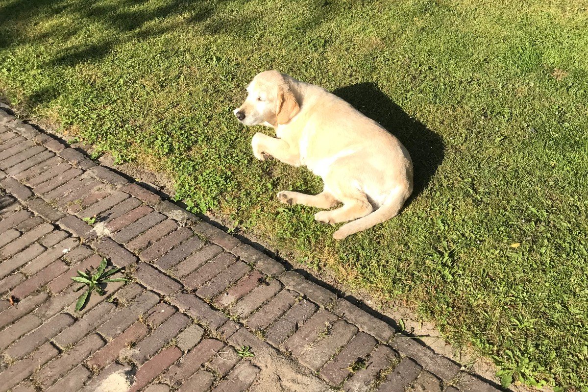 Nola