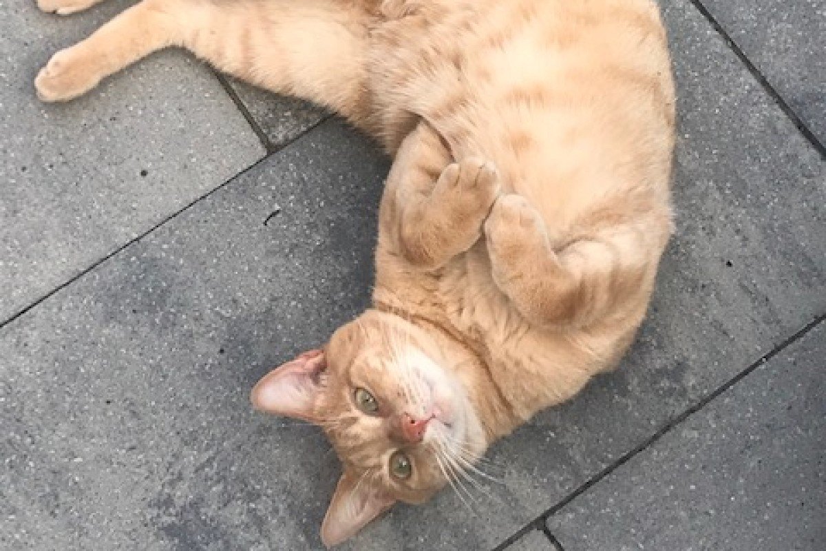 Ravi