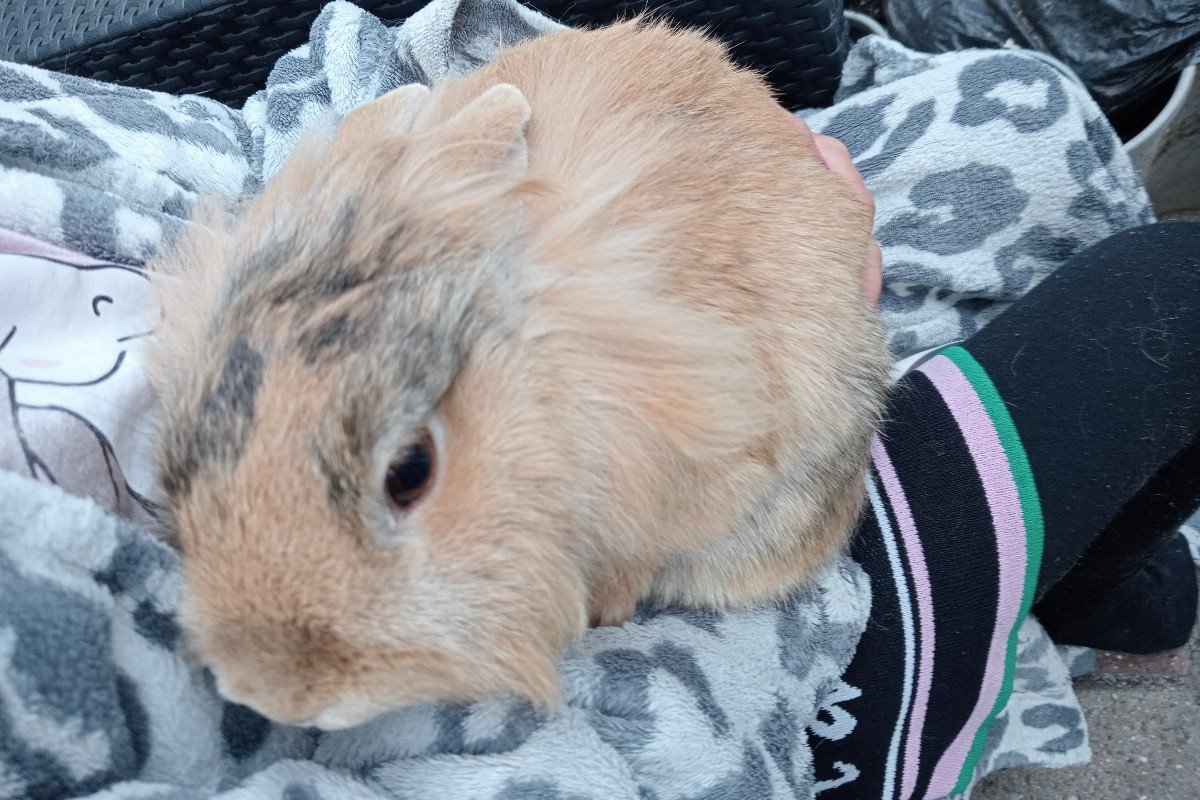 Pluisje