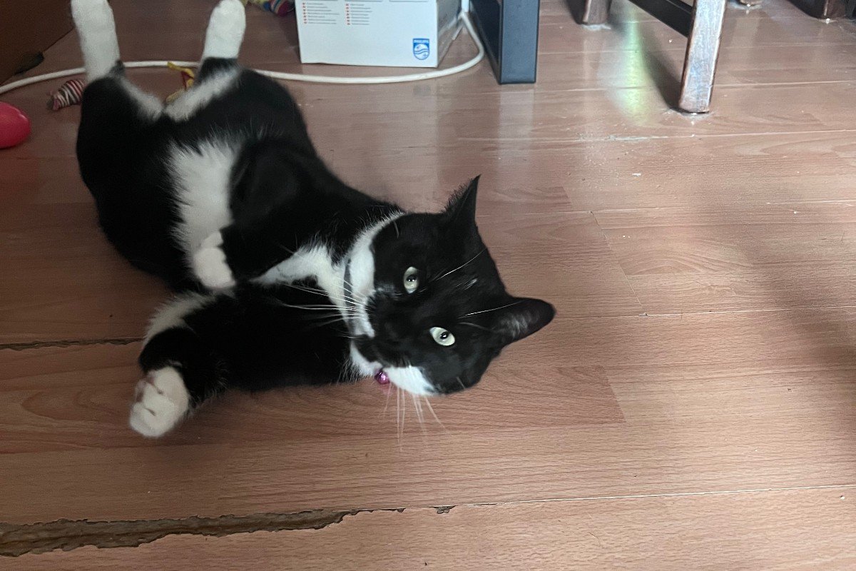 Olaf