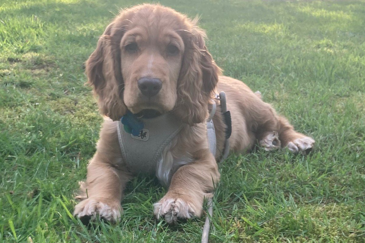 Ollie