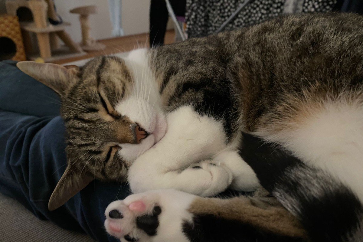 Poes