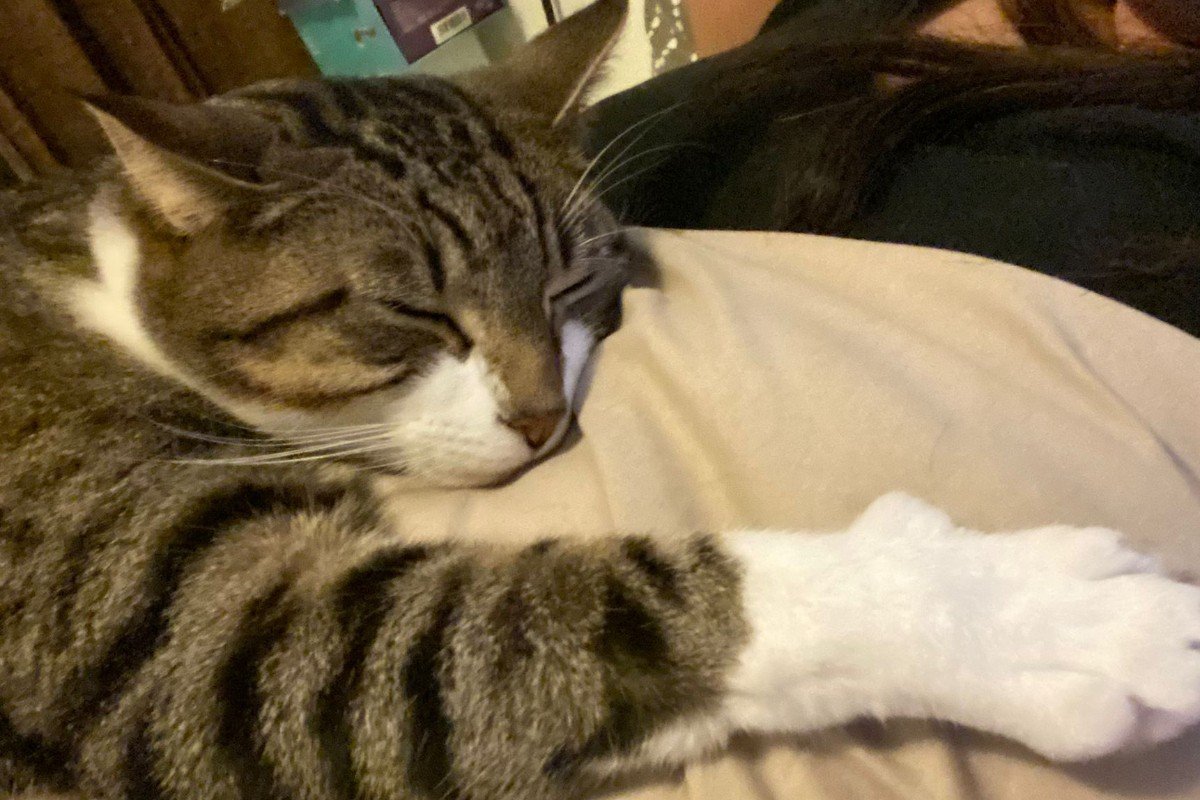 Poes