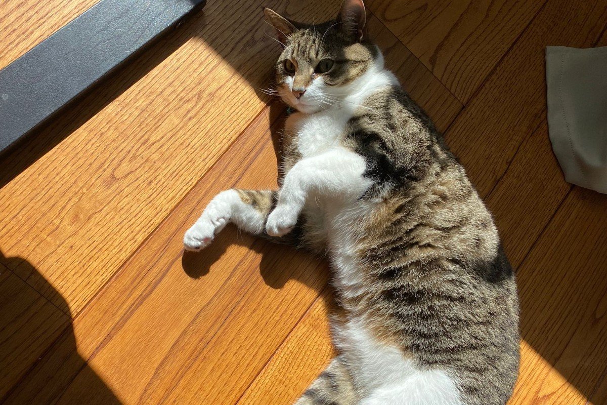Poes