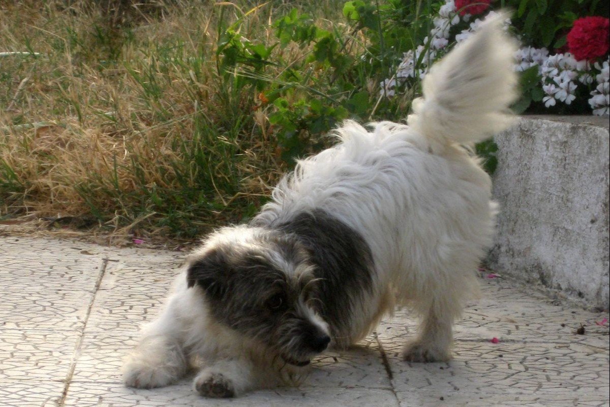 Sallie
