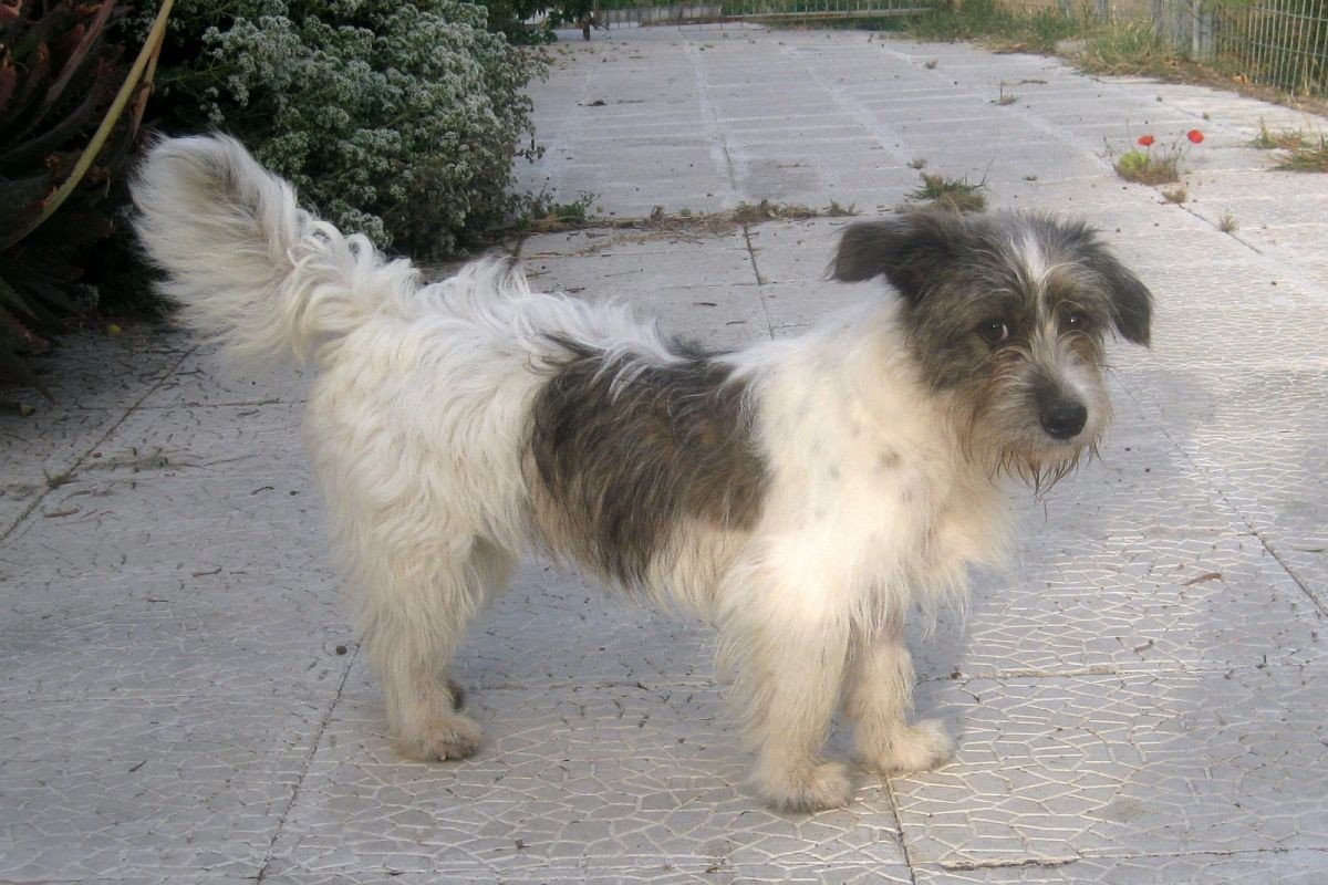 Sallie