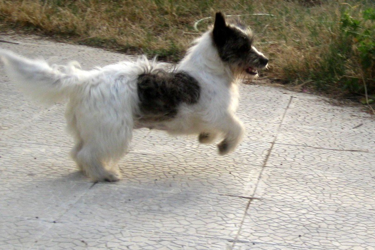 Sallie
