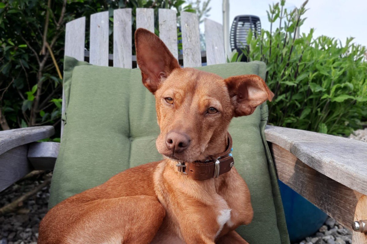 Rolo