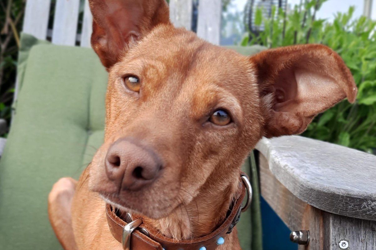 Rolo