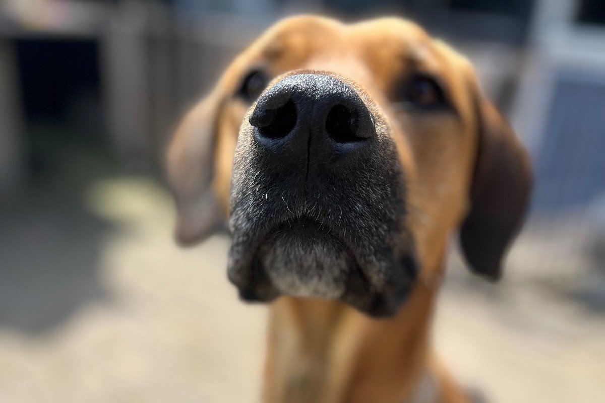 Bruno