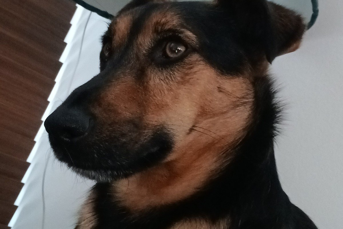 Morszi