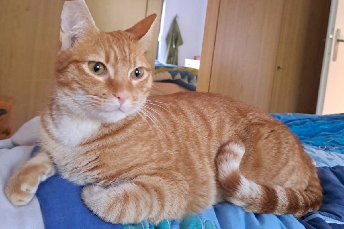 Oscar
