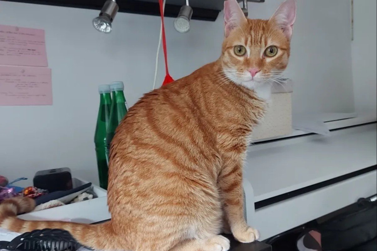 Oscar
