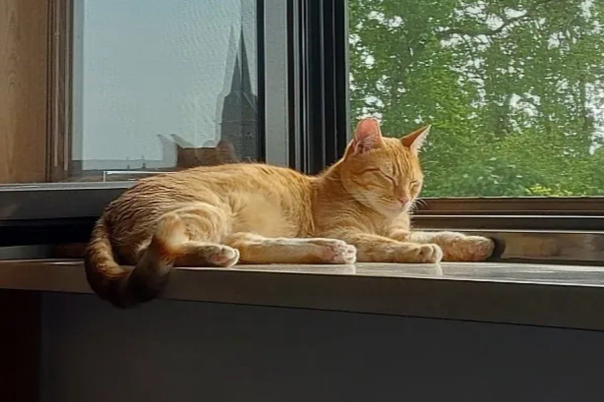 Oscar