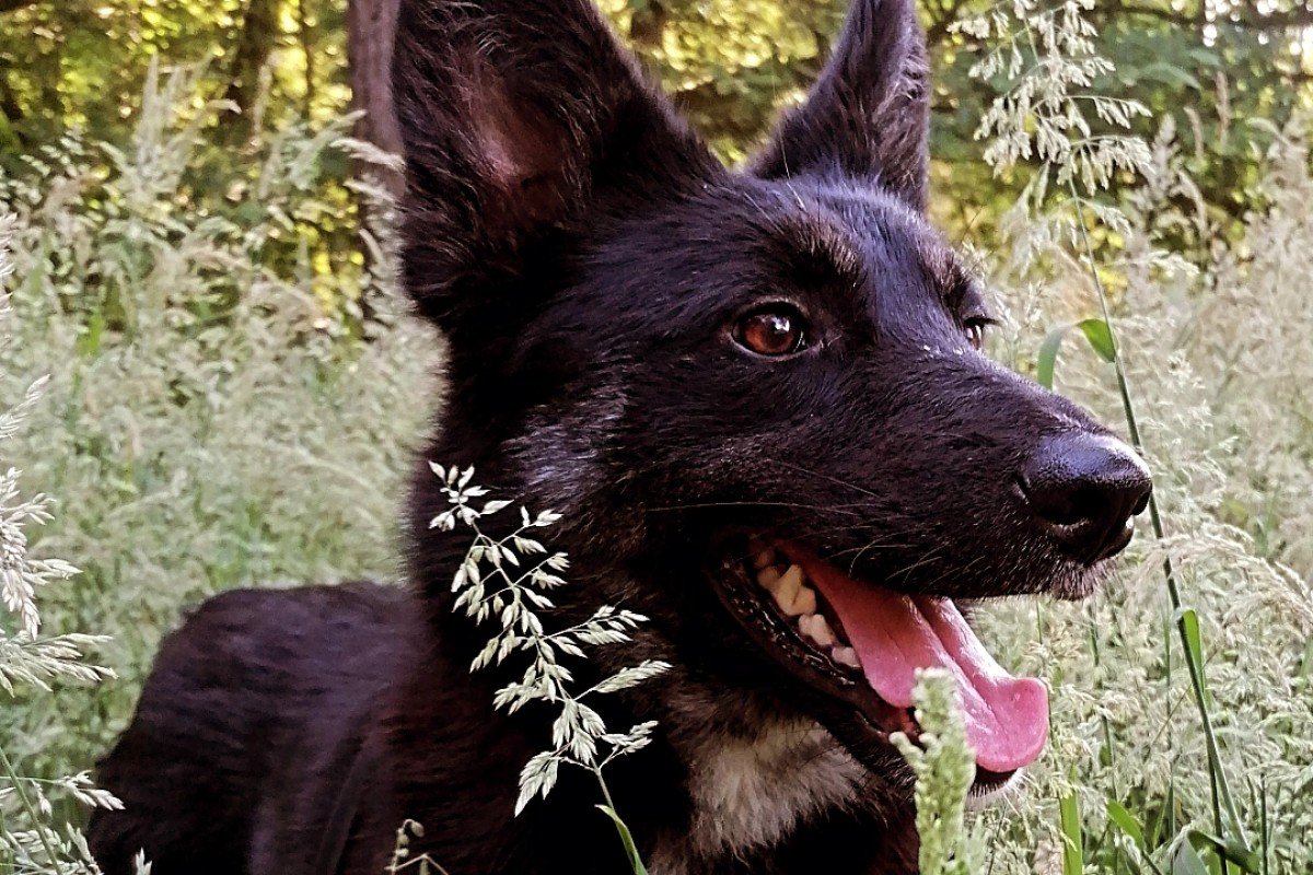 Shep