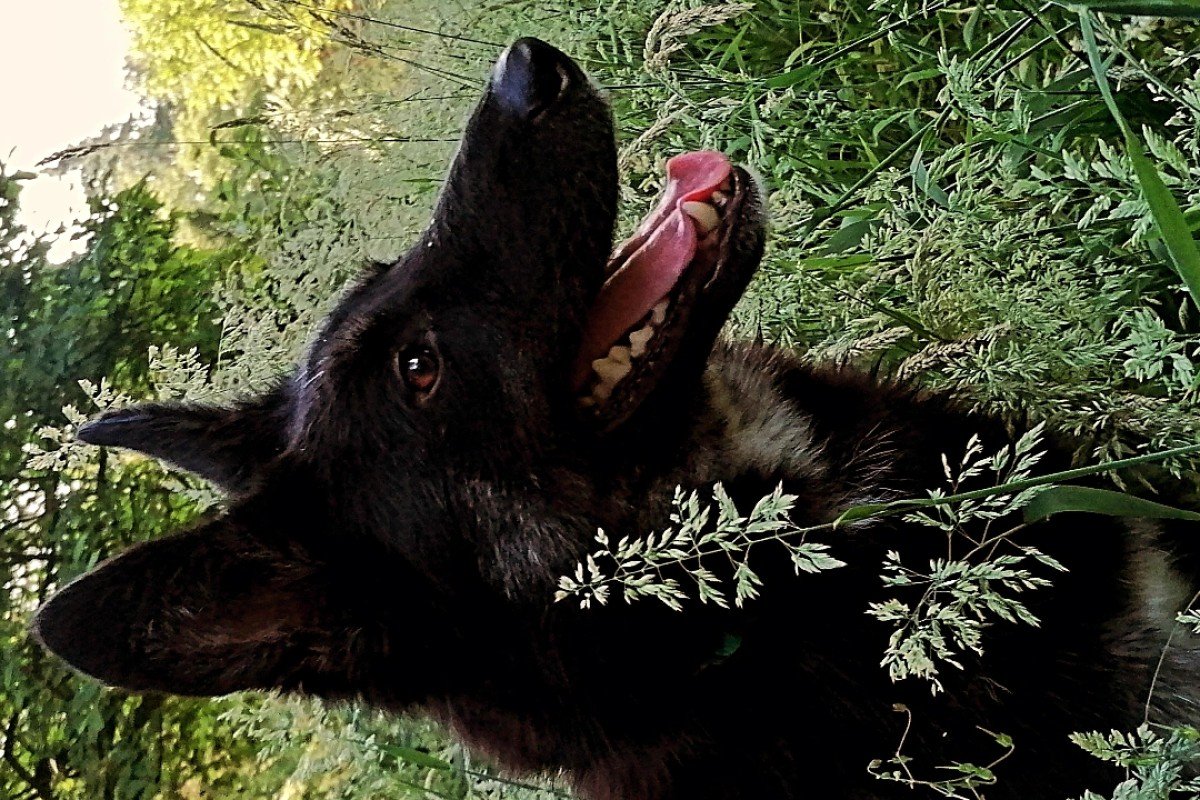 Shep