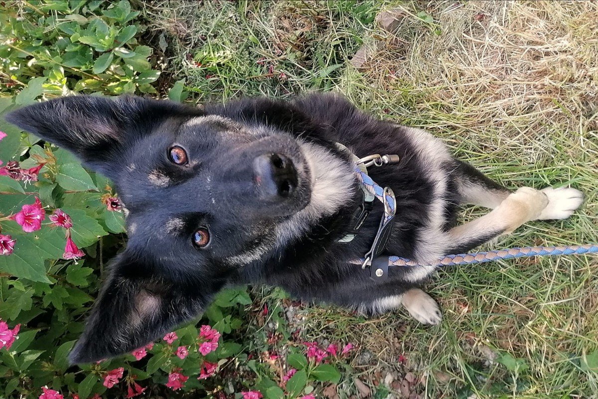 Shep