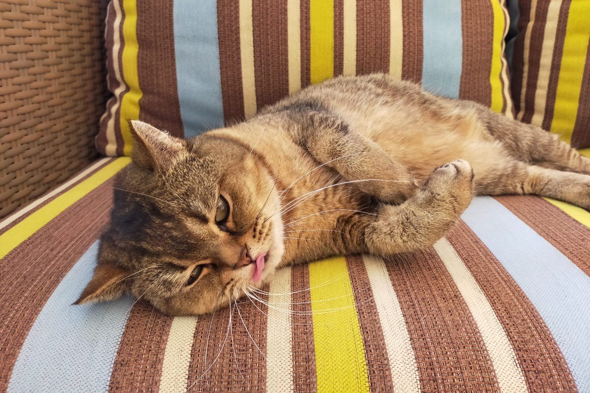 Ziva