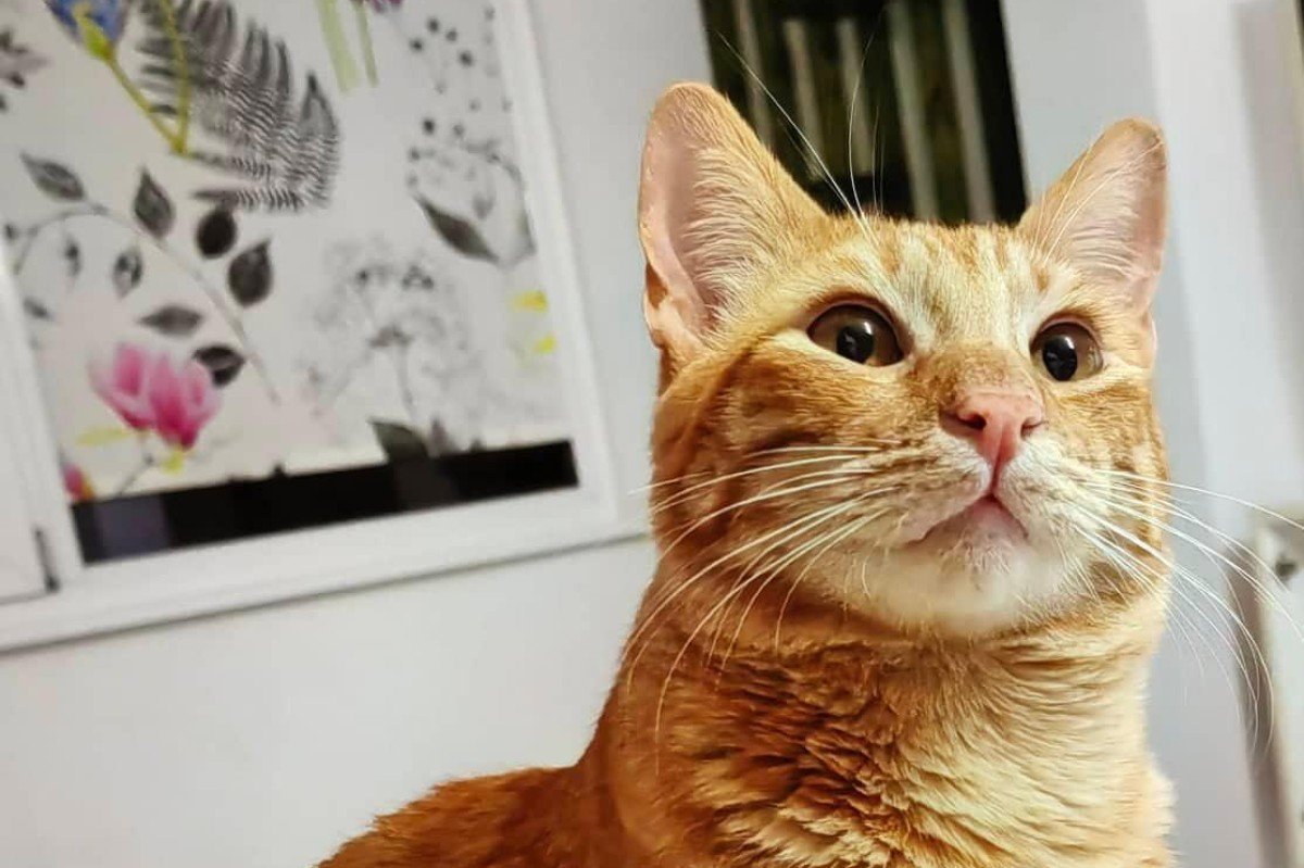 Ginger