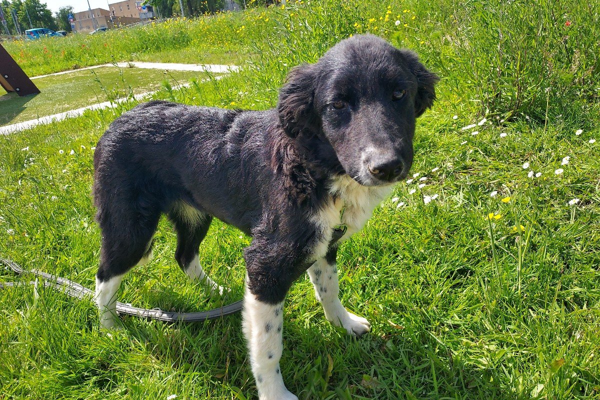 Sofia