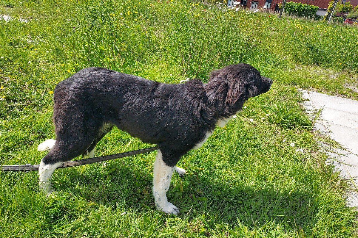 Sofia