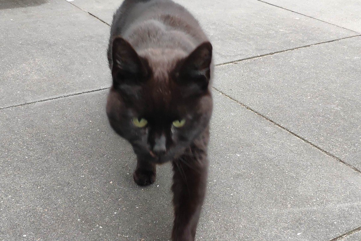 Blacky