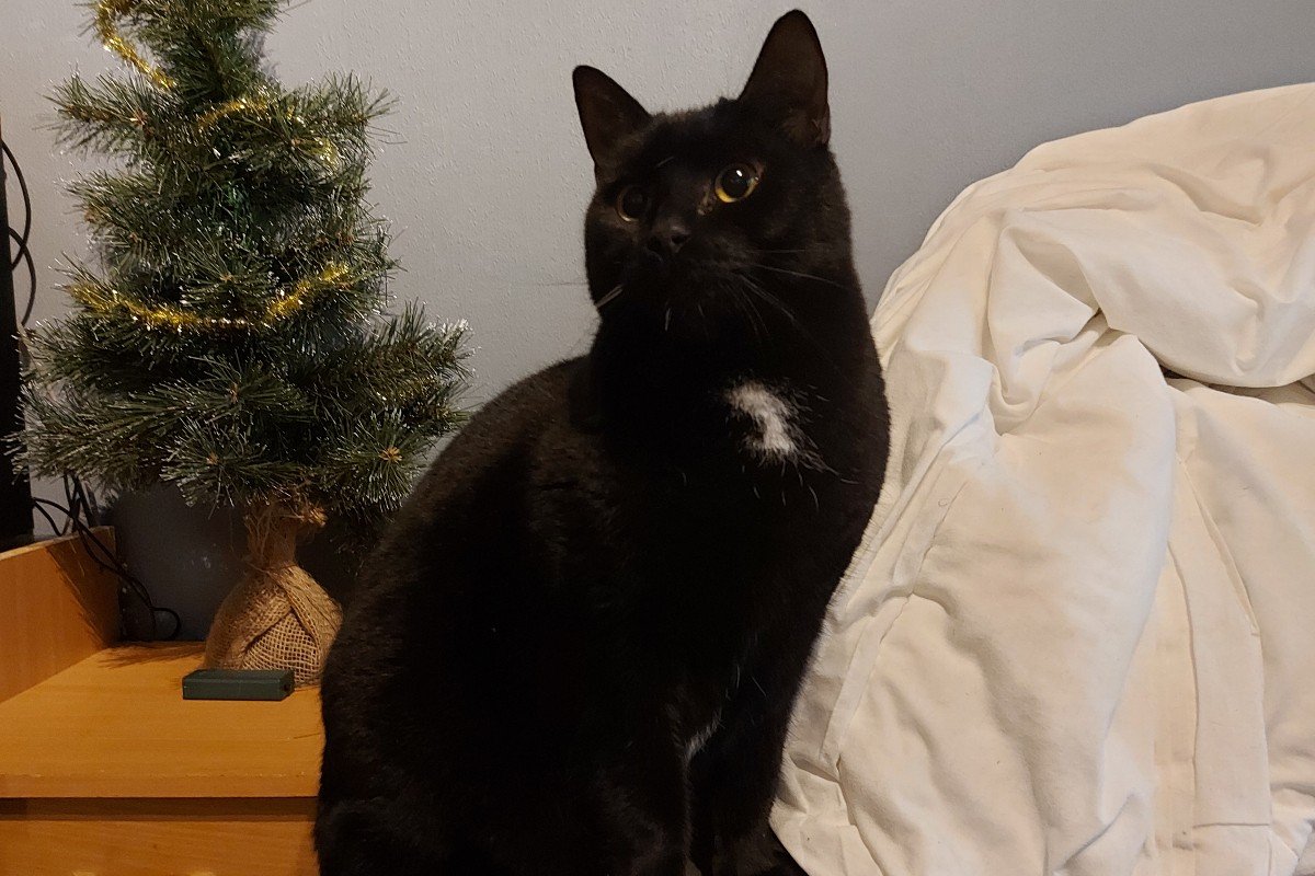 Nacho