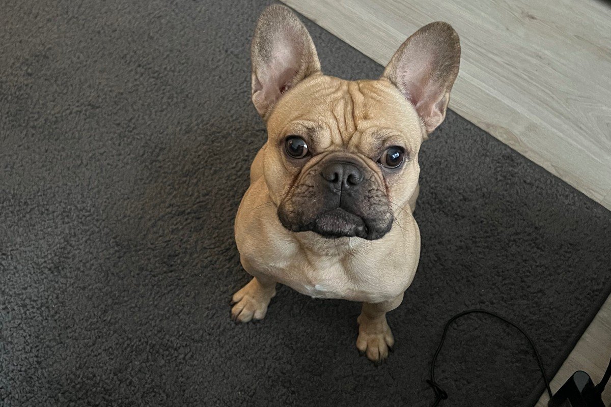 Buddy
